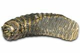 Woolly Mammoth Lower M Molar with Stand - North Sea Deposits #370335-6